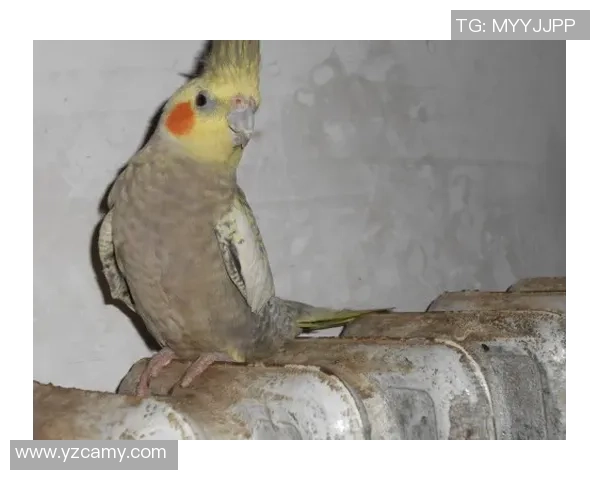 “鹦鹉从不扔掉”